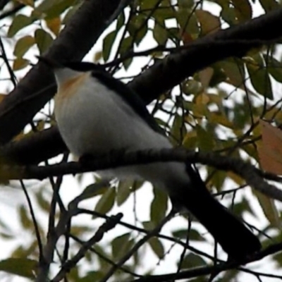 Myiagra inquieta (Restless Flycatcher) at Greenway, ACT - 20 Apr 2015 by RyuCallaway