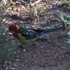 Platycercus eximius (Eastern Rosella) at Bungendore, NSW - 27 Feb 2016 by yellowboxwoodland