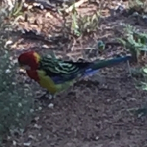 Platycercus eximius at Bungendore, NSW - 28 Feb 2016 08:05 AM