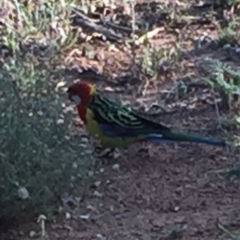 Platycercus eximius at Bungendore, NSW - 28 Feb 2016 08:05 AM