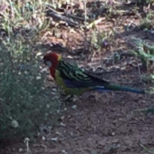 Platycercus eximius at Bungendore, NSW - 28 Feb 2016