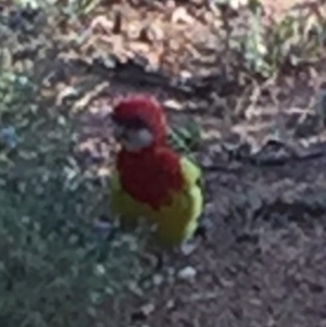 Platycercus eximius at Bungendore, NSW - 28 Feb 2016 08:05 AM