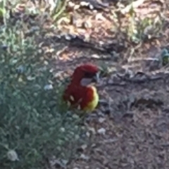 Platycercus eximius at Bungendore, NSW - 28 Feb 2016 08:05 AM