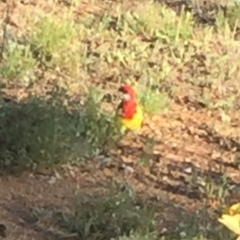 Platycercus eximius at Bungendore, NSW - 28 Feb 2016 08:05 AM