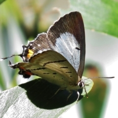 Jalmenus evagoras (Imperial Hairstreak) at Paddys River, ACT - 27 Feb 2016 by JohnBundock