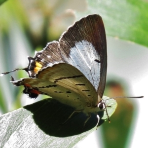 Jalmenus evagoras at Paddys River, ACT - 27 Feb 2016