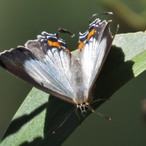 Jalmenus evagoras at Paddys River, ACT - 27 Feb 2016