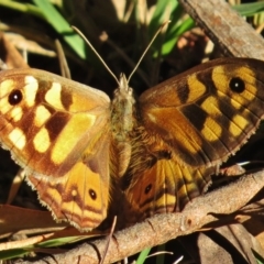 Geitoneura klugii (Marbled Xenica) at Paddys River, ACT - 26 Feb 2016 by JohnBundock