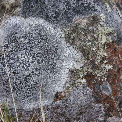 Buellia sp. at Fadden, ACT - 27 Feb 2016 by ArcherCallaway