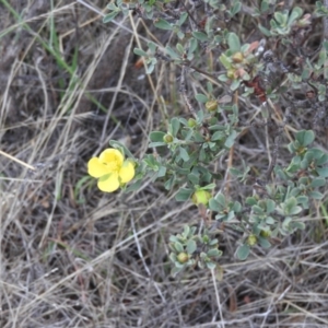 Hibbertia obtusifolia at Fadden, ACT - 27 Feb 2016