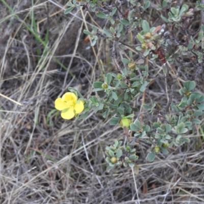 Hibbertia obtusifolia (Grey Guinea-flower) at Fadden, ACT - 26 Feb 2016 by RyuCallaway