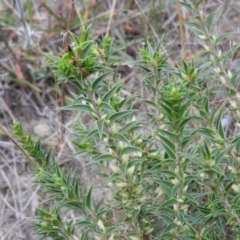 Melichrus urceolatus (Urn Heath) at Fadden, ACT - 27 Feb 2016 by ArcherCallaway