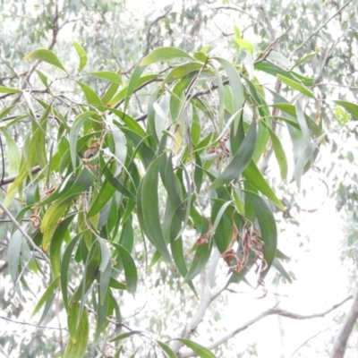 Acacia implexa (Hickory Wattle, Lightwood) at Fadden, ACT - 27 Feb 2016 by ArcherCallaway