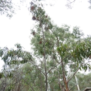 Acacia implexa at Fadden, ACT - 27 Feb 2016