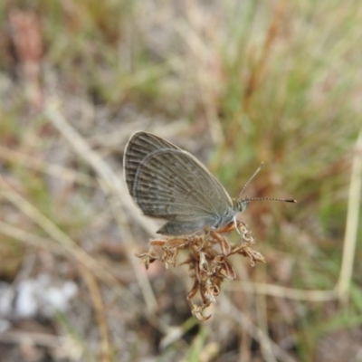 Zizina otis (Common Grass-Blue) at Fadden, ACT - 27 Feb 2016 by ArcherCallaway
