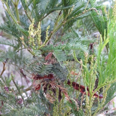 Acacia decurrens (Green Wattle) at Fadden, ACT - 27 Feb 2016 by ArcherCallaway