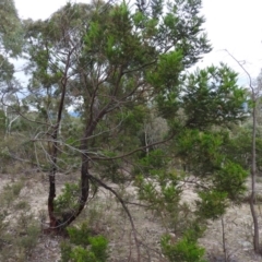 Acacia decurrens at Fadden, ACT - 27 Feb 2016