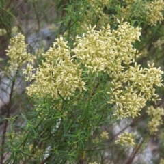 Cassinia quinquefaria (Rosemary Cassinia) at Fadden, ACT - 27 Feb 2016 by ArcherCallaway