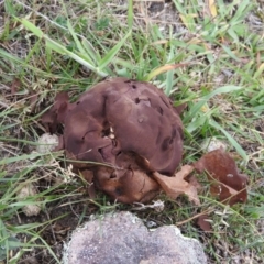 Calvatia sp. (a puffball ) at Wanniassa Hill - 26 Feb 2016 by RyuCallaway