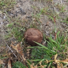 Calvatia sp. at Fadden, ACT - 27 Feb 2016