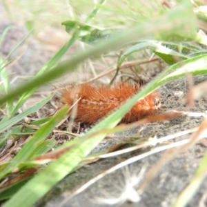 Ardices glatignyi at Fadden, ACT - 27 Feb 2016 08:39 AM