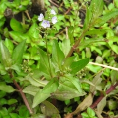 Veronica anagallis-aquatica (Blue Water Speedwell) at Fadden, ACT - 27 Feb 2016 by ArcherCallaway