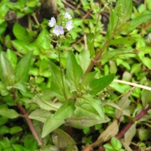 Veronica anagallis-aquatica at Fadden, ACT - 27 Feb 2016