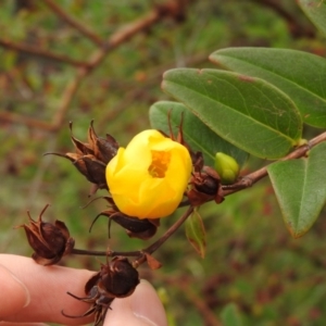 Hypericum patulum at Fadden, ACT - 27 Feb 2016 09:21 AM