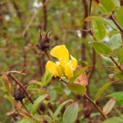 Hypericum patulum at Fadden, ACT - 27 Feb 2016