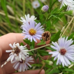 Symphyotrichum novi-belgii (Michaelmas Daisy) at Fadden Hills Pond - 26 Feb 2016 by RyuCallaway