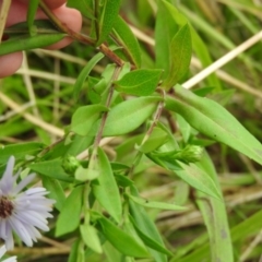 Symphyotrichum novi-belgii at Fadden, ACT - 27 Feb 2016