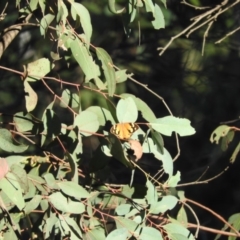 Heteronympha merope (Common Brown Butterfly) at Booth, ACT - 28 Feb 2016 by ArcherCallaway