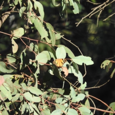 Heteronympha merope (Common Brown Butterfly) at Booth, ACT - 28 Feb 2016 by ArcherCallaway
