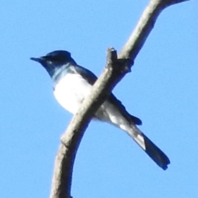 Myiagra cyanoleuca (Satin Flycatcher) at Booth, ACT - 27 Feb 2016 by RyuCallaway