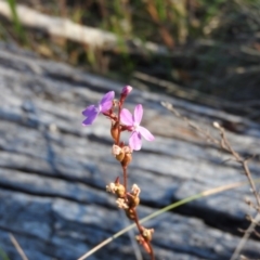 Stylidium sp. (Trigger Plant) at Booth, ACT - 28 Feb 2016 by ArcherCallaway