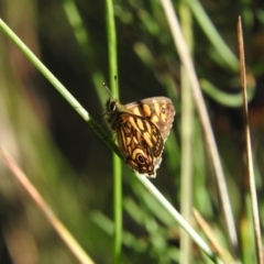 Oreixenica lathoniella at Booth, ACT - 28 Feb 2016