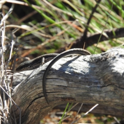 Pseudemoia entrecasteauxii (Woodland Tussock-skink) at Booth, ACT - 28 Feb 2016 by ArcherCallaway