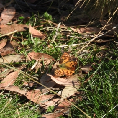 Heteronympha penelope (Shouldered Brown) at Booth, ACT - 28 Feb 2016 by ArcherCallaway