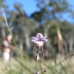 Arthropodium milleflorum (Vanilla Lily) at Booth, ACT - 27 Feb 2016 by RyuCallaway