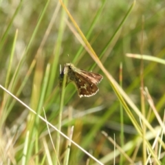 Atkinsia dominula (Two-brand grass-skipper) at Booth, ACT - 28 Feb 2016 by ArcherCallaway