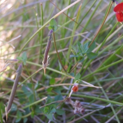 Lotus corniculatus (Birds-Foot Trefoil) at Booth, ACT - 27 Feb 2016 by RyuCallaway