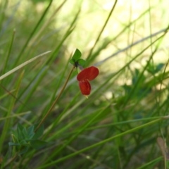 Lotus corniculatus at Booth, ACT - 28 Feb 2016 09:13 AM