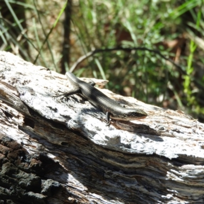 Pseudemoia entrecasteauxii (Woodland Tussock-skink) at Booth, ACT - 27 Feb 2016 by ArcherCallaway