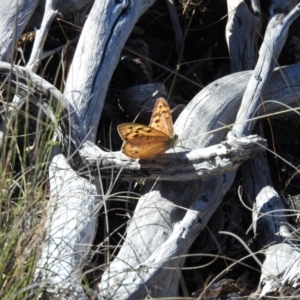 Heteronympha merope at Booth, ACT - 28 Feb 2016