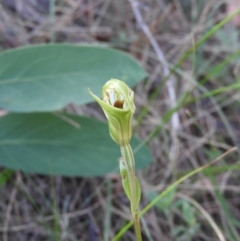 Diplodium decurvum (Summer greenhood) at Booth, ACT - 28 Feb 2016 by ArcherCallaway