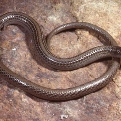 Delma impar (Striped Legless-lizard) at Gungahlin, ACT - 8 Sep 1977 by wombey