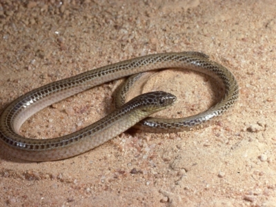 Delma impar (Striped Legless-lizard) at Gungahlin, ACT - 24 May 1979 by wombey