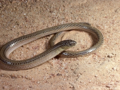 Delma impar (Striped Legless-lizard) at Gungahlin, ACT - 23 May 1979 by wombey