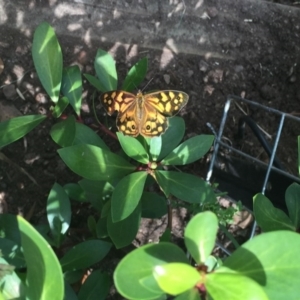 Heteronympha paradelpha at O'Connor, ACT - 28 Feb 2016