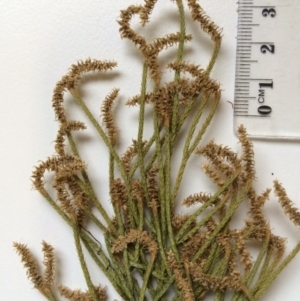 Lycopodium deuterodensum at Uriarra Village, ACT - 15 Feb 2016